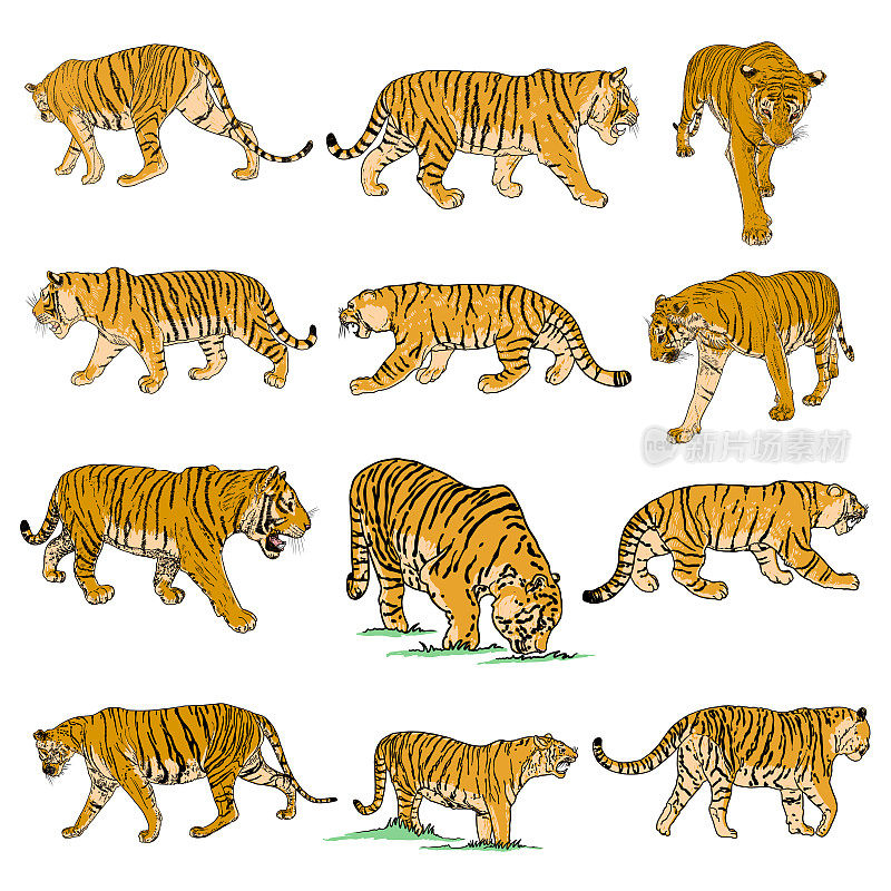 一组活生生的老虎在不同的视角咆哮和咆哮。活生生的，用石头做成的枪口。亚洲动物，中国农历新年的象征。向量。