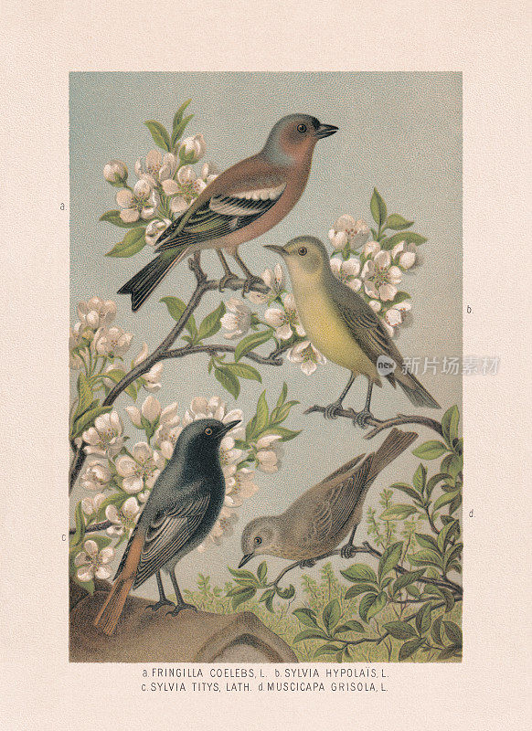 雀形目:苍头燕雀，黄红莺，黑红起子，斑点捕蝇鸟，彩印，1887年