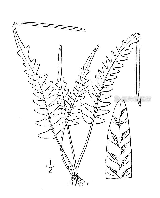 古植物学植物图例:山青子、山青子