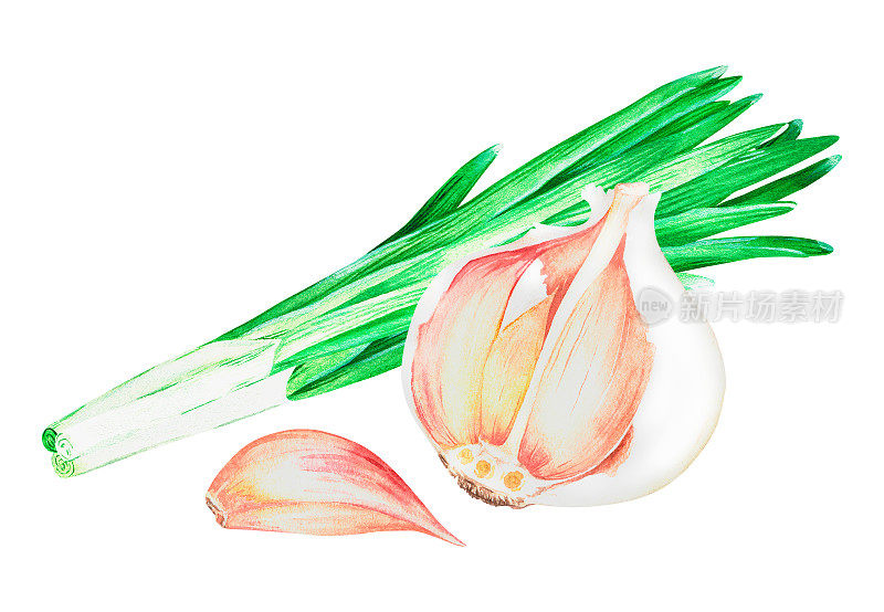 大蒜和大葱。水彩的插图。孤立在一个白色的背景。为设计。