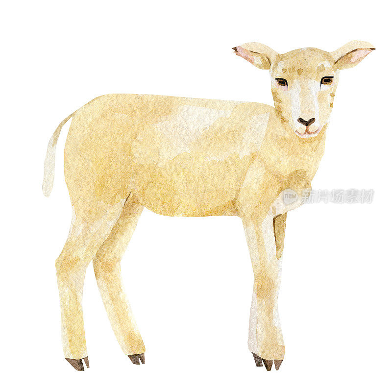 水彩羊肉插图。可爱的农场动物羔羊装饰复活节快乐，海报，贺卡，升华印刷，墙壁艺术