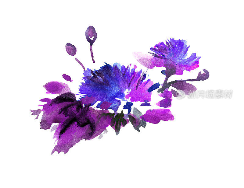 夹竹桃，甜夹竹桃，玫瑰月桂树，特写美丽的蓝紫色花束在绿色的叶子孤立在白色的背景。旁边盛开着蓝紫色的花丛。