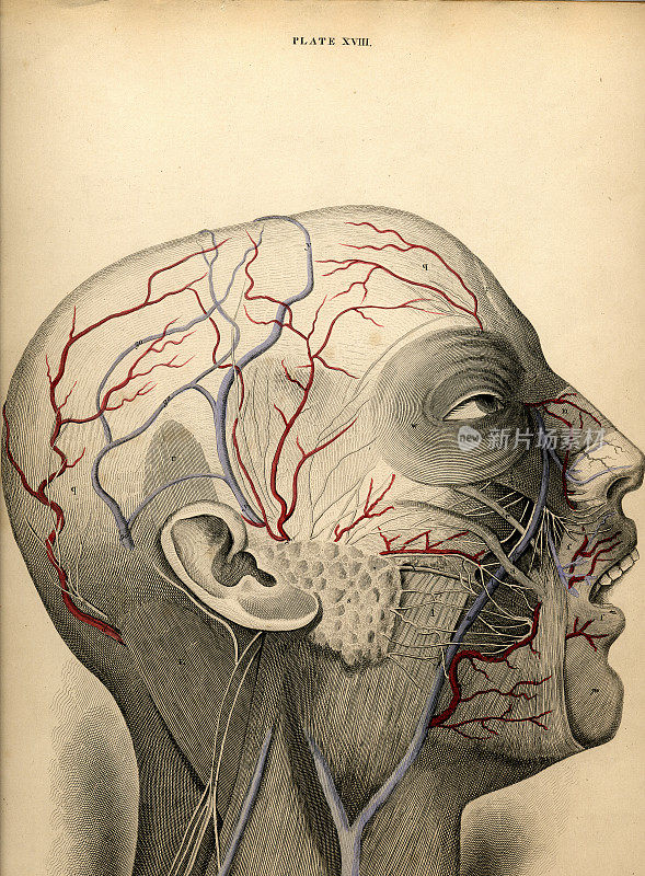 解剖的头图