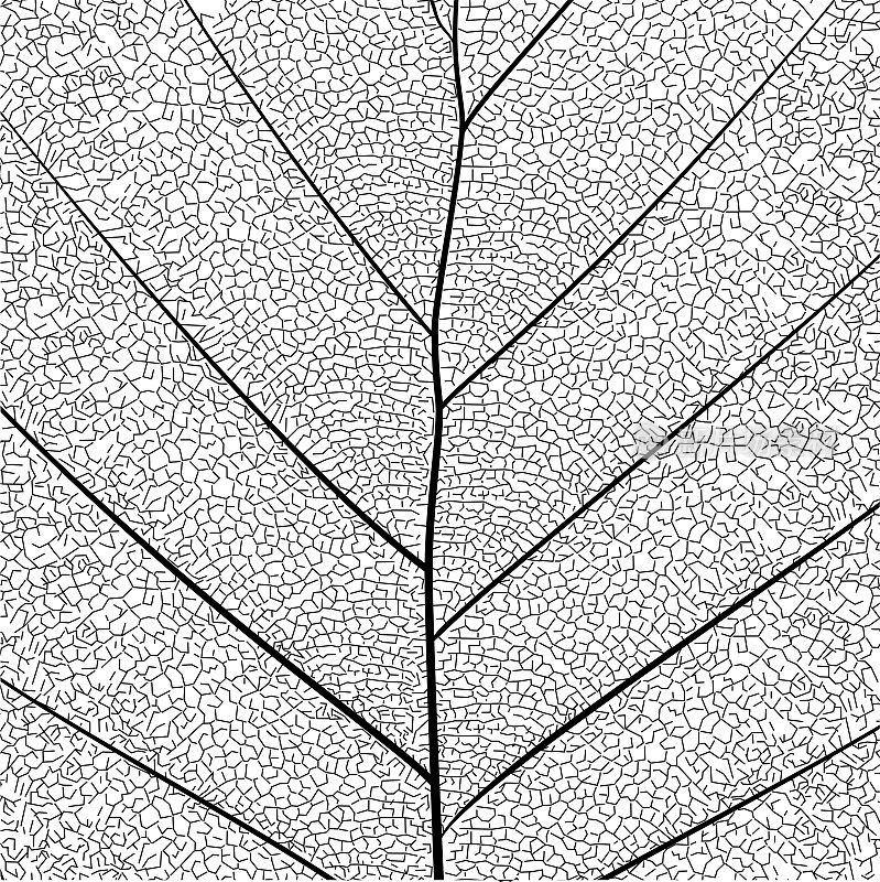 植物系列，优雅细致，单叶结构，黑白写生，白色背景