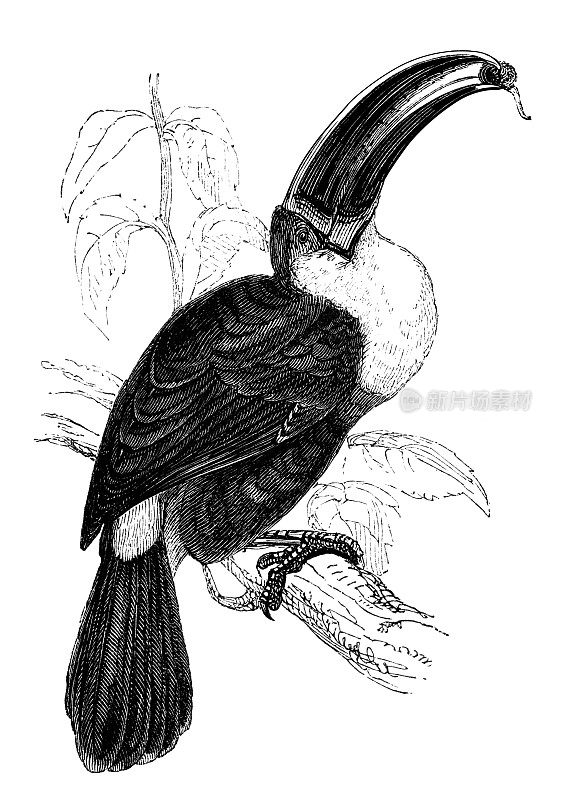 White-throated巨嘴鸟