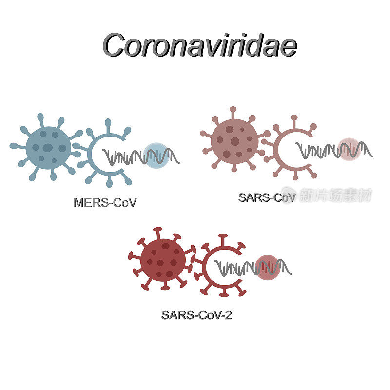 冠状病毒家族(冠状病毒科)的重要成员:MERS-CoV、SARS-CoV和SARS-CoV-2。这张图片展示了病毒分子的不同结构。