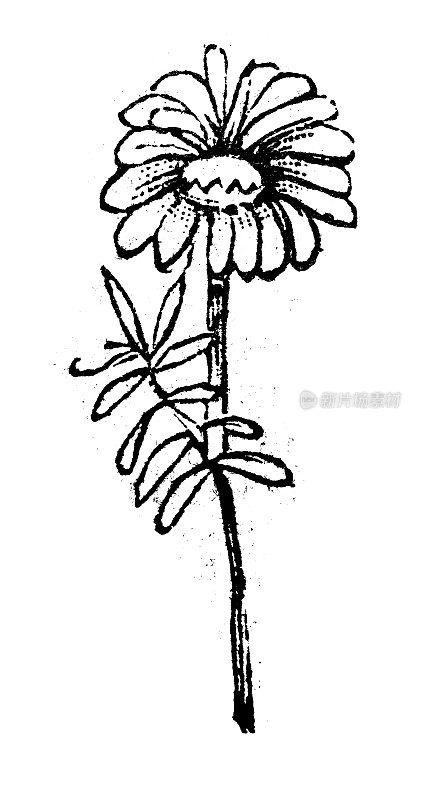 仿古雕刻插图:除虫菊