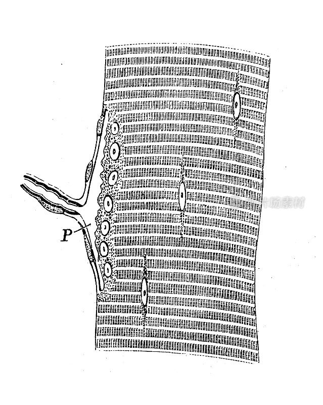 古代生物动物学图像:有神经末梢的蜥蜴肌肉