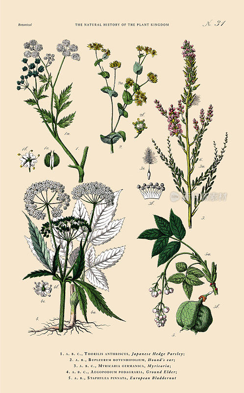 手工着色的植物雕刻，植物王国的历史，维多利亚植物插图，盘子31，大约1853年