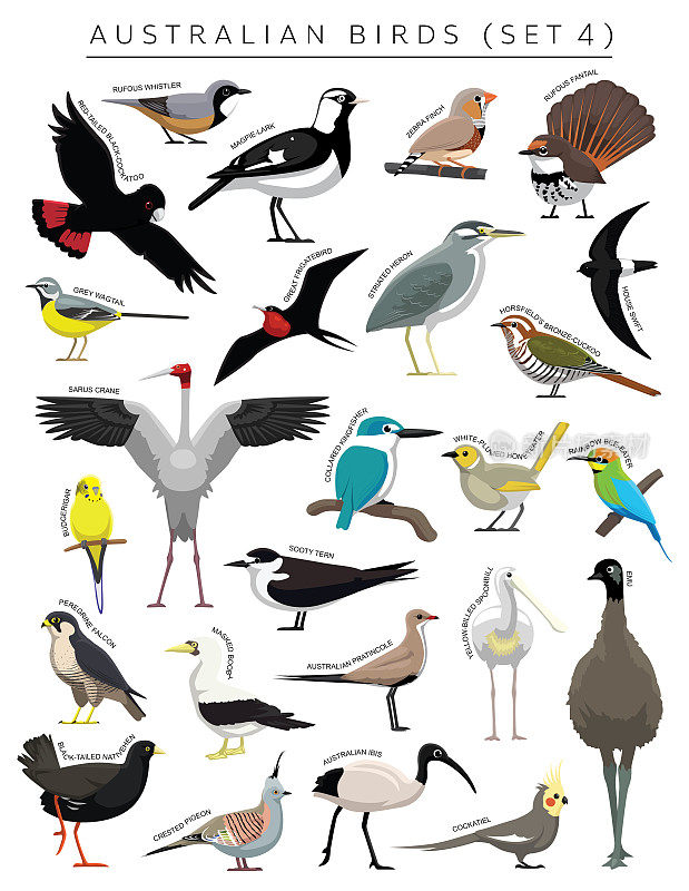 澳大利亚鸟类设置卡通矢量字符4