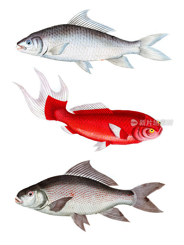 鲤鱼:鲤鱼，红鲤鱼，黑鲤鱼，手工着色，摘自卡尔・霍夫曼的《1844年世界之书》