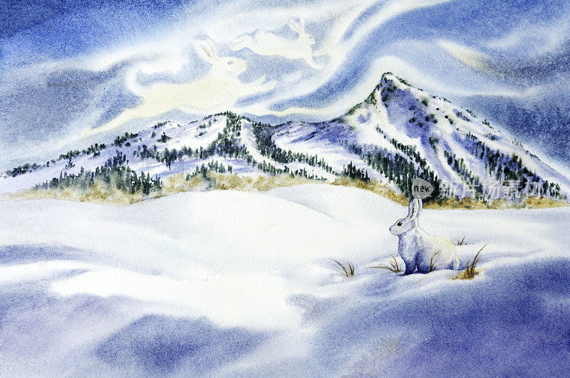 冬天的雪兔