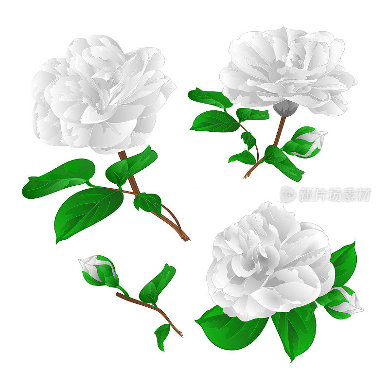三朵白花带花蕾的山茶复古矢量插图可编辑