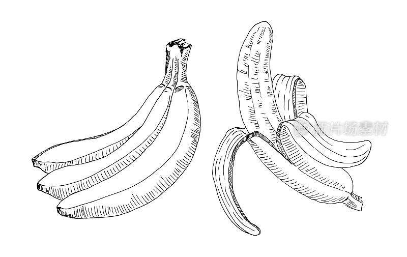 一串香蕉和一个剥了皮的香蕉的素描。用记号笔手工绘制。向量