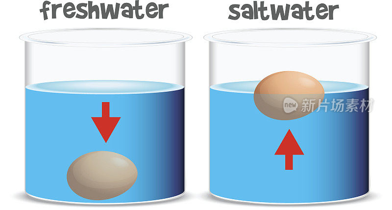 淡水和盐水的科学实验