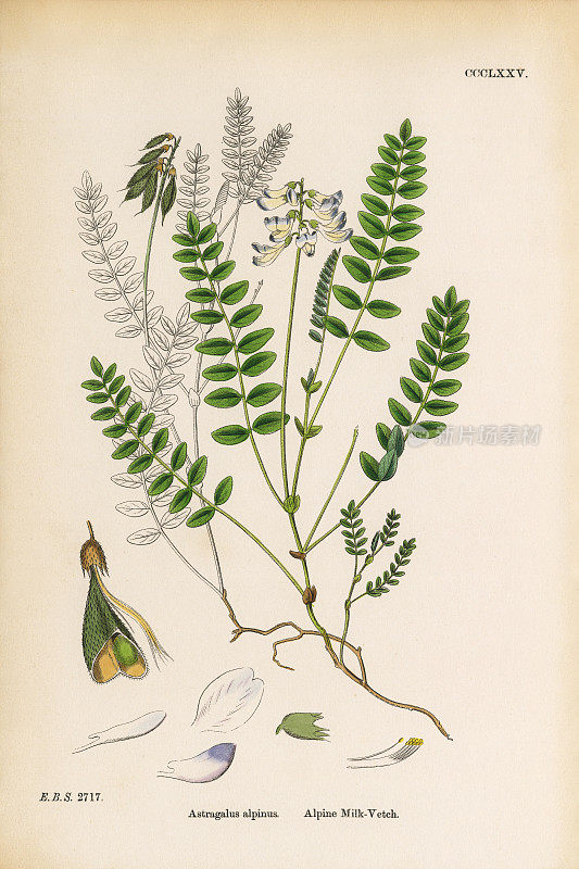 高山紫薇，黄芪，维多利亚植物学插图，1863年