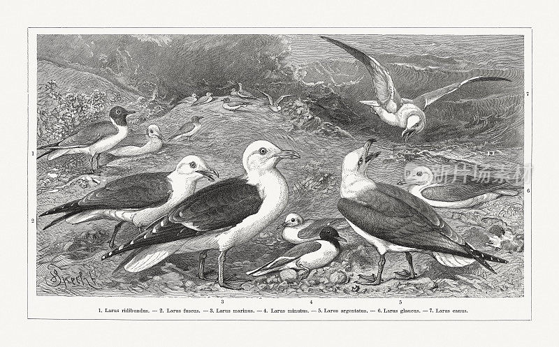 海鸥，木刻，1897年出版