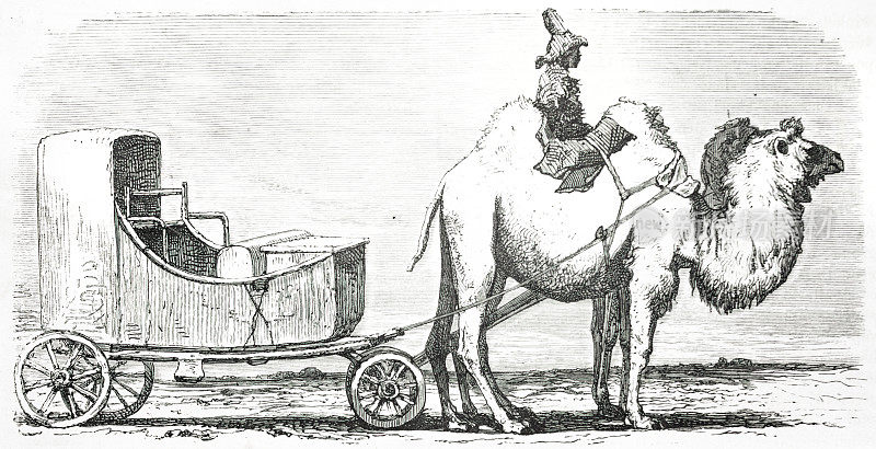 撒马尔罕骆驼运输