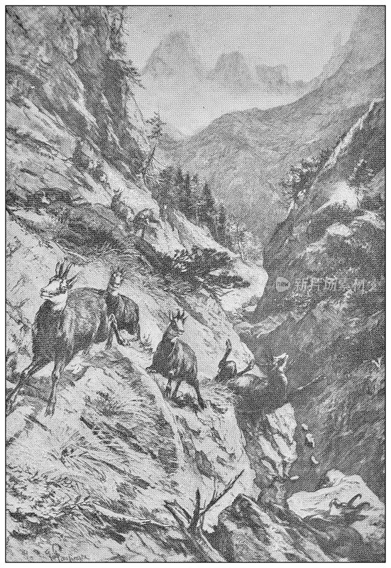 古董插图的运动和休闲活动:羚羊狩猎