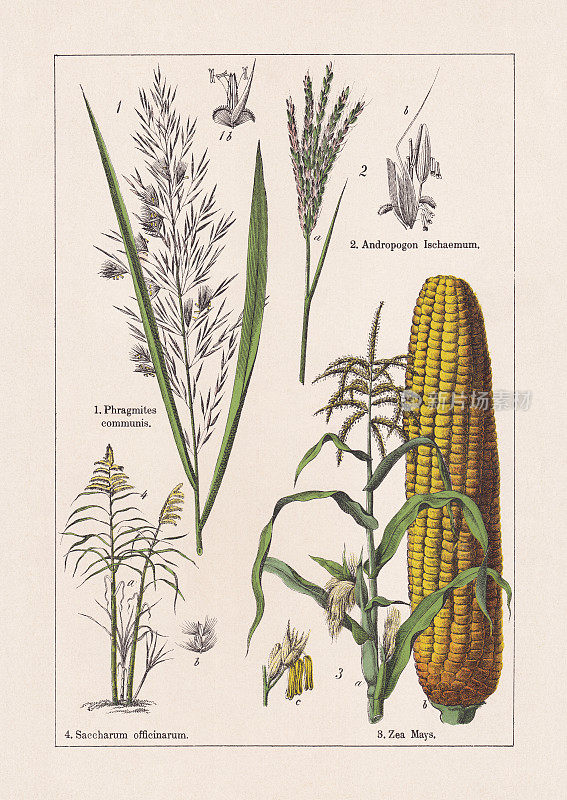 单子叶植物，草类，色版画，出版于1895年