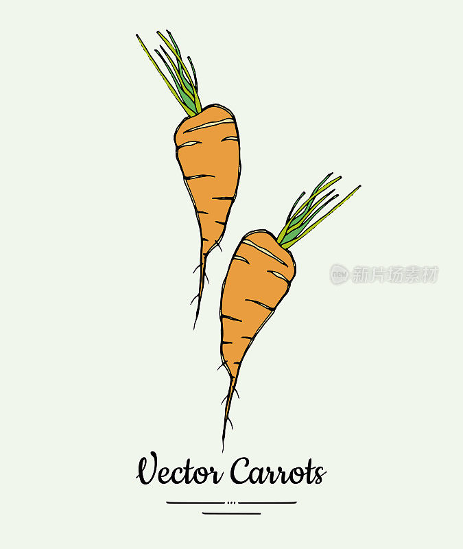 胡萝卜蔬菜载体分离物。橙色全胡萝卜，绿叶。蔬菜手绘插图。时髦的素食者
