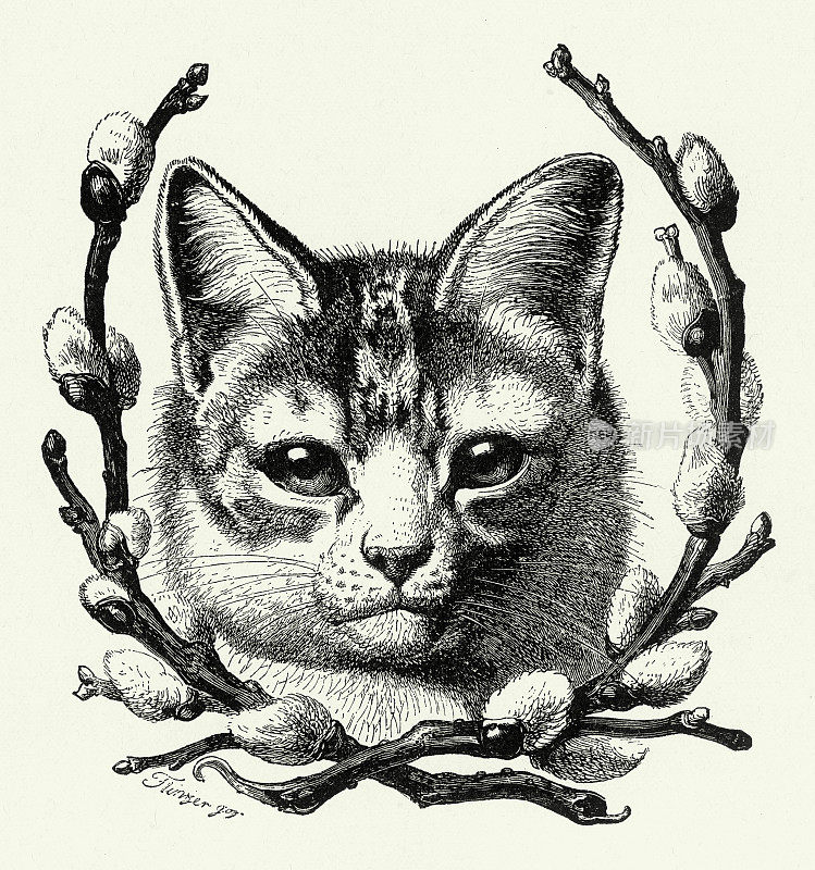复古，猫的肖像由猫的柳树，美国维多利亚版画，1882年