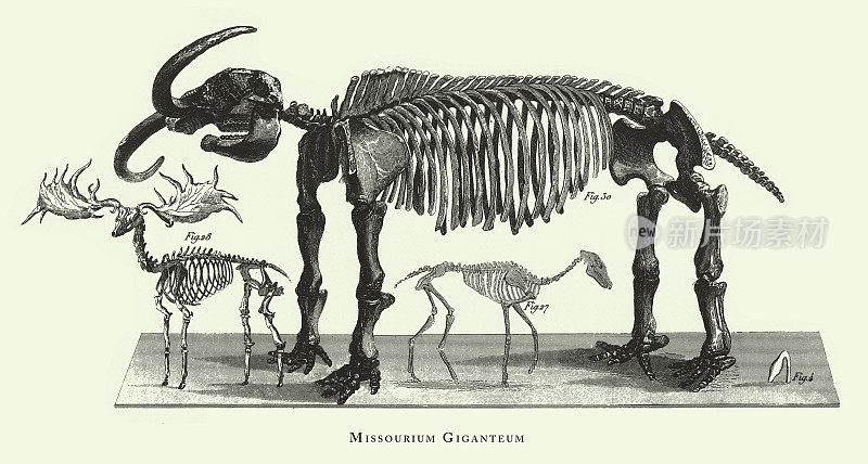 历史的年份，密苏里巨大，化石，骨骼和足迹雕刻古董插图，出版于1851年