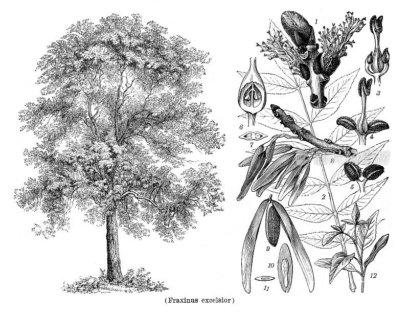 普通的白蜡树或白蜡树绘制于1898年