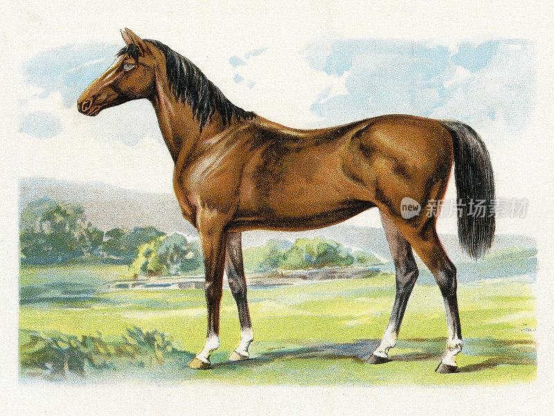 马插图1899