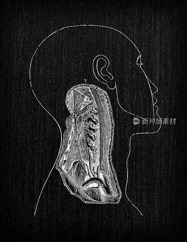 人体解剖古插图:头部动脉