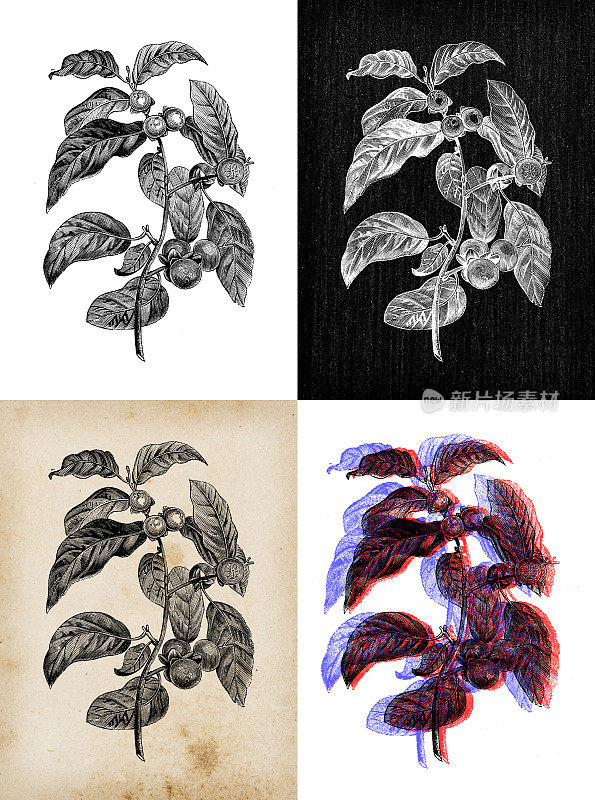 古董植物学插图:黑檀木