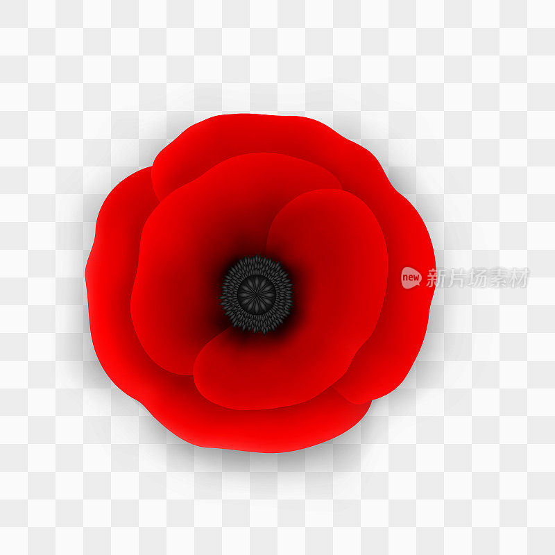 红色罂粟花特写。纪念罂粟。逼真的3D红花与透明孤立在方格背景。剪贴画对象为纪念日，退伍军人日，胜利日