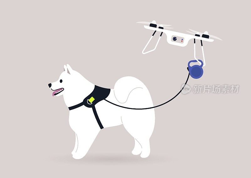飞行的无人机带着萨摩耶狗散步，日常生活中的新技术，现代生活理念