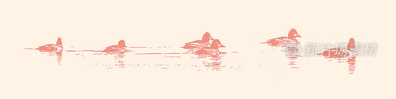 小鸭的一种鸭子游泳