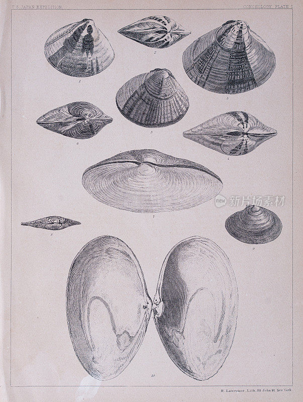 日本海螺和软体动物插图，1856年