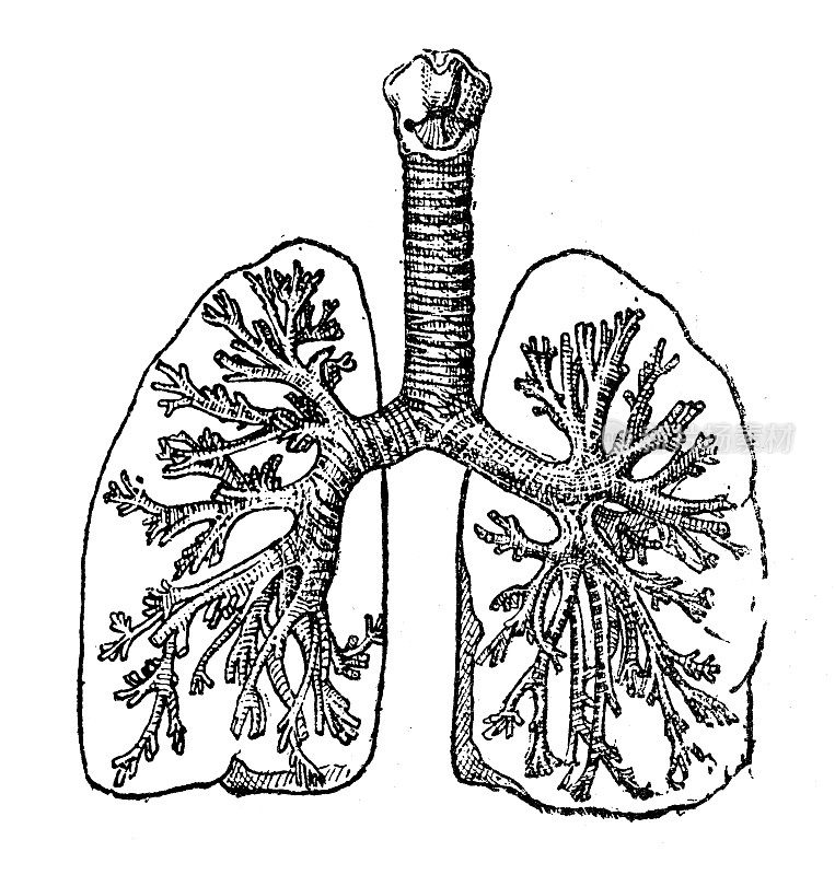 古董插图:支气管