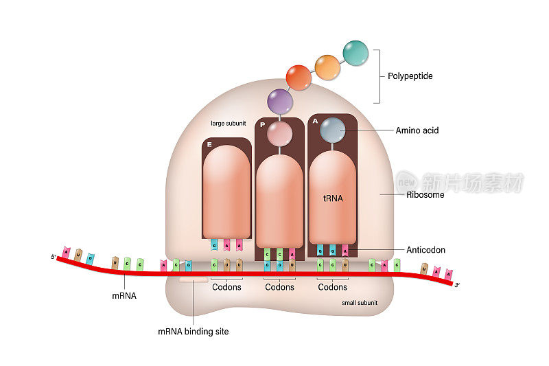 核糖体。翻译的过程。RNA指导多肽的合成。信使rna。tRNA。生物蛋白质合成。