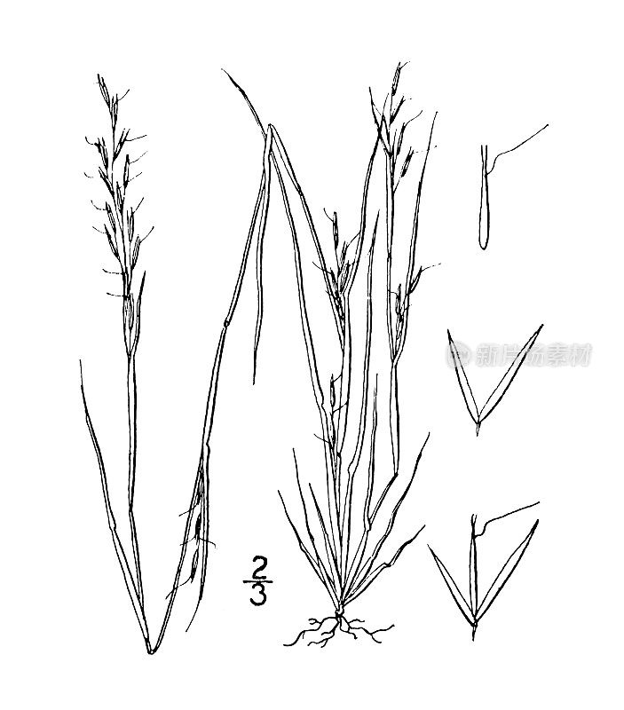 古植物学植物插图:阿里斯蒂达二歧，贫穷草