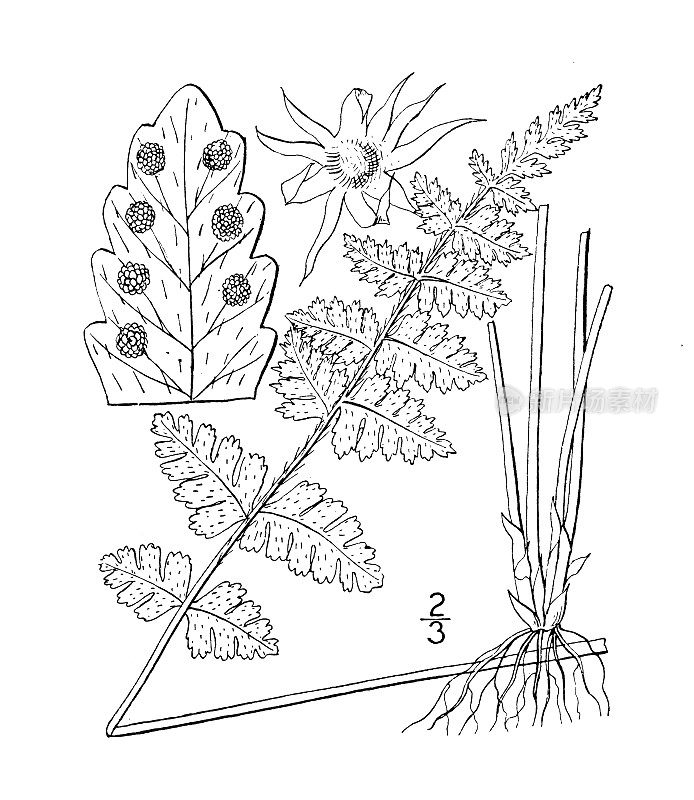 古植物学植物插图:东莨菪，落基山东莨菪