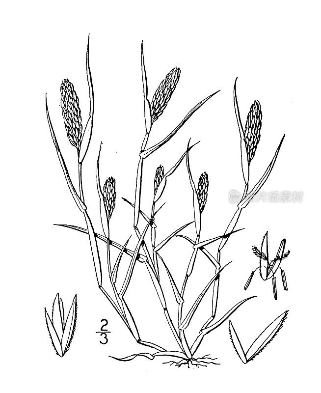 古植物学植物插图:海草、灯心草