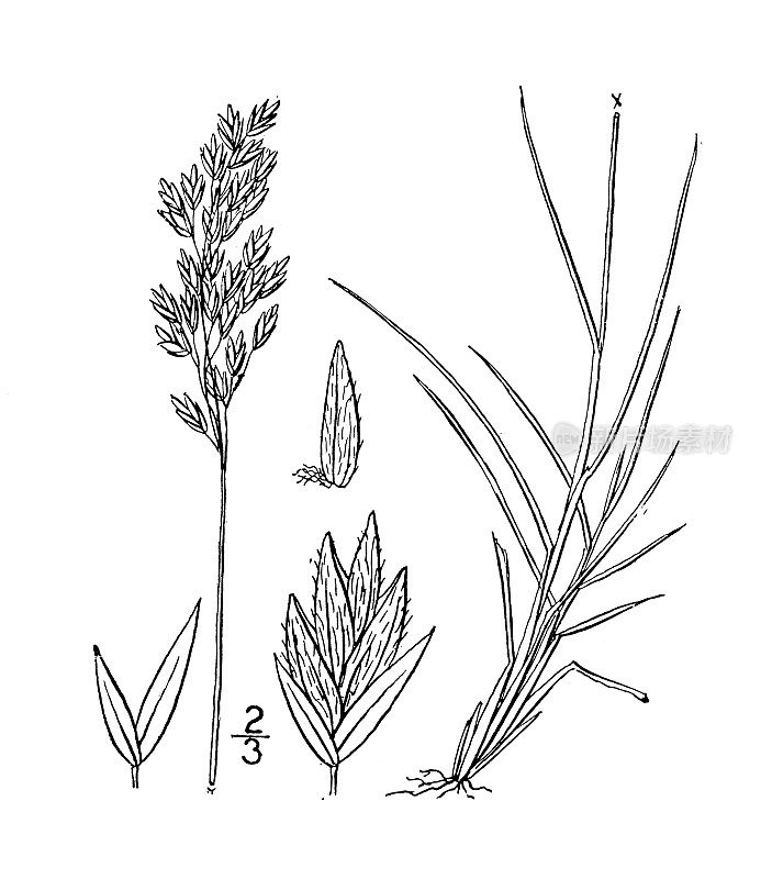 古植物学植物插图:坡阿缩略，低矛草