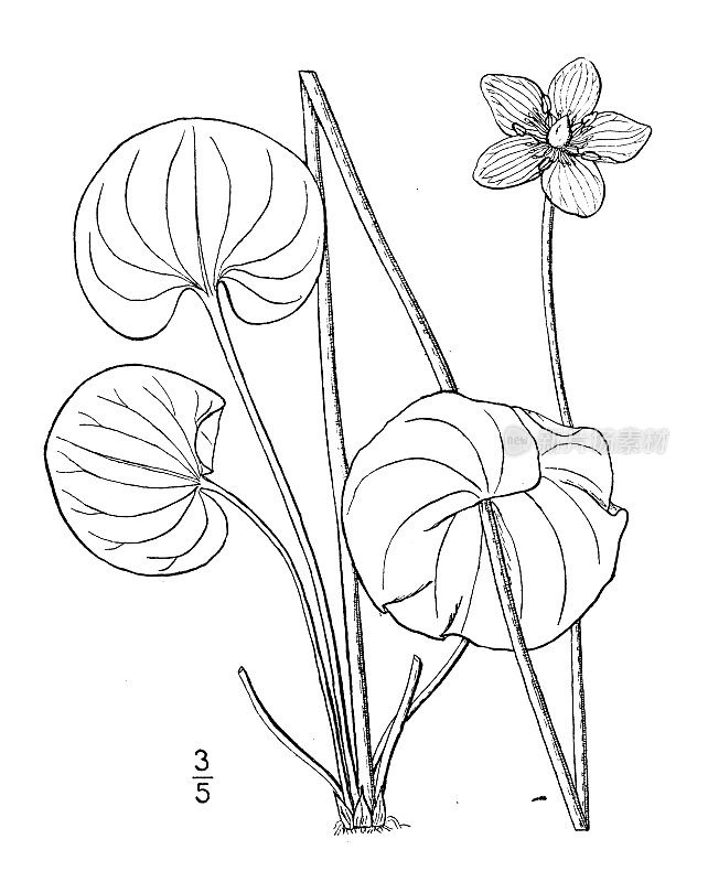 古植物学植物插图:石竹、石竹的肾叶草