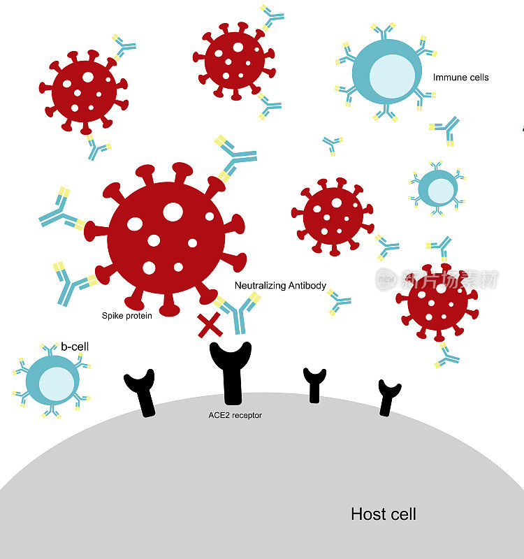 抗体(免疫球蛋白):中和和结合抗体保护或抑制SARs-CoV-2进入宿主细胞(人体细胞)