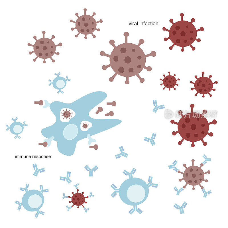 病毒感染后的免疫系统反应，如SARS-CoV-2或其他病毒感染后的免疫系统反应，包括产生抗体、破坏病原体并通过免疫细胞呈现抗原