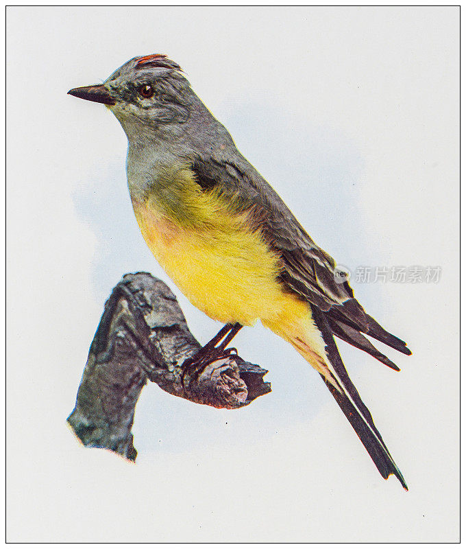 古董鸟类彩色图像:阿肯色州的金鸟