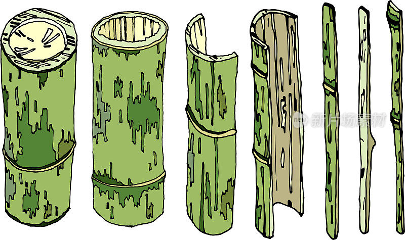 白色背景上的竹子插画。竹子，天然家养和野生植物，随时可用，eps。为你设计