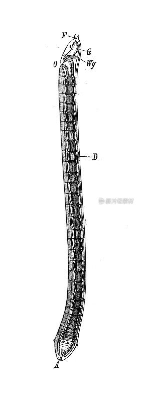 古代生物动物学图像:波利哥狄乌斯