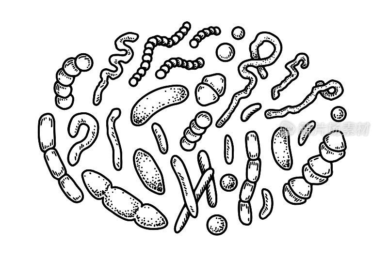 一套手绘的细菌和微生物。矢量插图素描风格。逼真的微生物科学设计