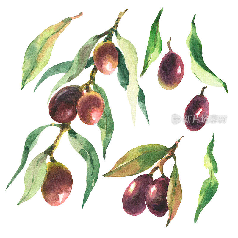 水彩套黑橄榄。手绘插图与橄榄枝，浆果和树叶孤立的白色背景。