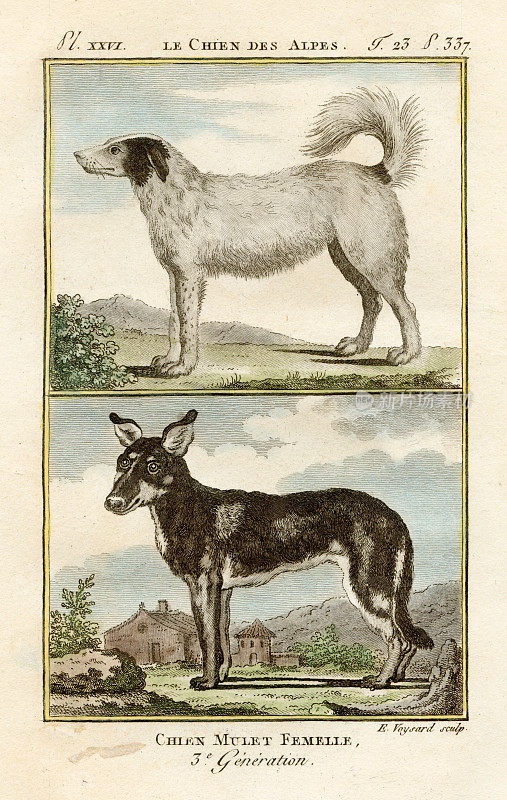 阿尔卑斯和杂种狗-“一般和特殊的自然历史”